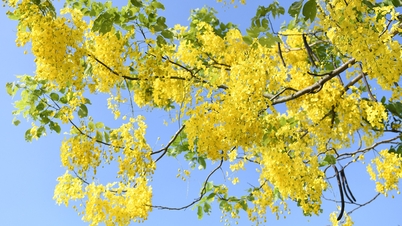 West Lake leuchtet mit goldenem Brennholz