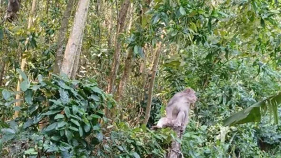 Quảng Ngãi: Khảo sát đàn khỉ hoang sinh sống gần khu dân cư, phá hoại hoa màu
