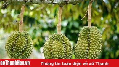 Cục Hải quan chỉ đạo ưu tiên thông quan nông sản, đặc biệt là sầu riêng chính vụ