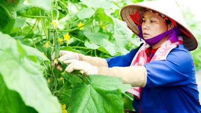 التنمية الاقتصادية الخاصة في القطاع الزراعي