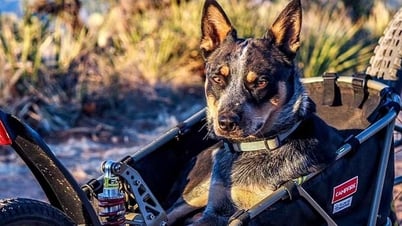 Perro callejero viaja por decenas de países