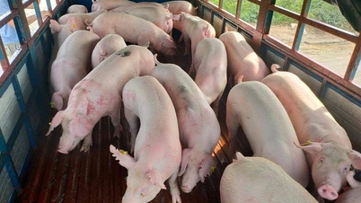 ราคาหมูวันที่ 29 พ.ค. 68 แนวโน้มขาขึ้นทั้ง 3 ภูมิภาค