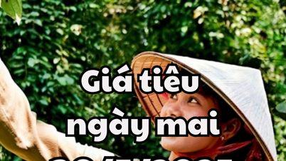 Tin tức, dự báo giá tiêu ngày 30/5/2025 giảm nhẹ chờ đợi kết quả đàm phán thuế