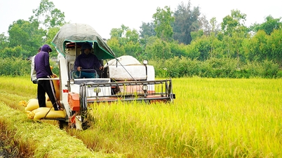 Lúa đông-xuân cơ bản được mùa