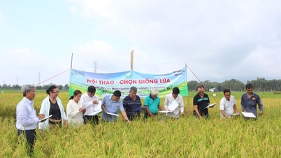 Sớm khơi thông thị trường xuất khẩu gạo
