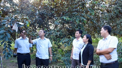 Huyện Kế Sách phát triển nông nghiệp, công nghiệp theo hướng toàn diện