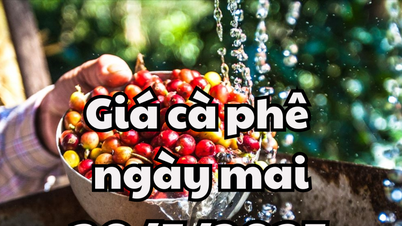 Tin tức, dự báo giá cà phê ngày 30/05/2025 giá giảm càng giảm sâu thêm