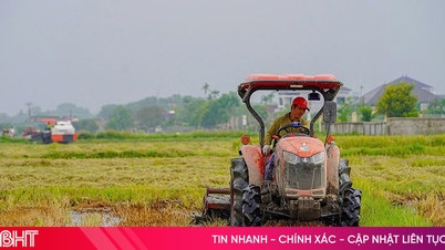 Vụ hè thu 2025: Ưu tiên giống ngắn ngày, hạn chế rủi ro do thiên tai