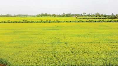 Đảm bảo an toàn, hiệu quả thu hoạch lúa hè thu