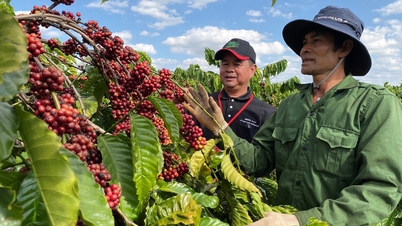 Giá cà phê hôm nay 29/5/2025: Quay đầu giảm mạnh