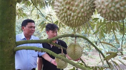 12.000ha sầu riêng ở Tiền Giang được cấp mã số vùng trồng xuất khẩu