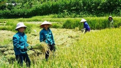 Nam Nhun tiene una buena cosecha de arroz de invierno y primavera.