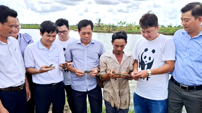 Kiểm tra thực tế mô hình tôm - lúa ở xã Long Điền Đông A
