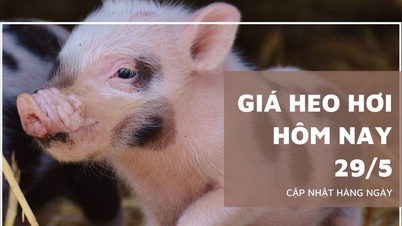 Pig price today May 29: Hanoi, Binh Duong and...