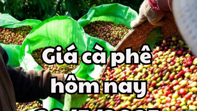 Giá cà phê hôm nay 29/05/2025 sụt giảm do nguồn cung từ Brazil và Indo