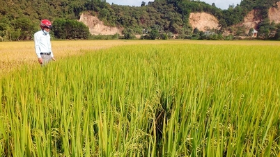 Thị trường lúa gạo ngày 29/5: Cám giảm mạnh, gạo tăng nhẹ, xuất khẩu gạo Thái Lan giảm mạnh so với năm trước