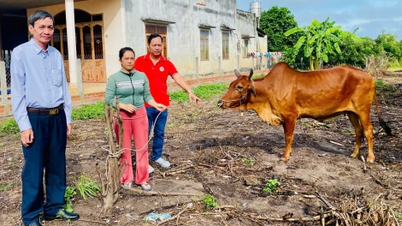 Ciudad. Tay Ninh: Donación de vacas reproductoras a voluntarios que donan sangre en circunstancias difíciles