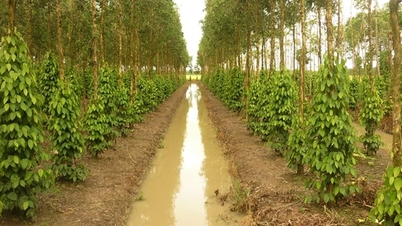 Giá tiêu hôm nay 29/5/2025: Xuất khẩu giảm mạnh