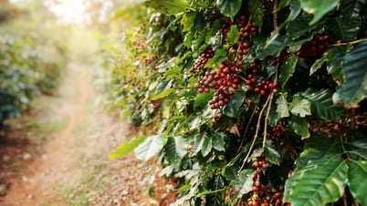 Coffee price today 5/3/2025: Sharp decrease due to USD