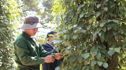 Forecast of domestic pepper price tomorrow, May 4, 2025, slightly decreased
