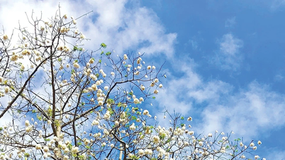 Vấn vương bông gòn