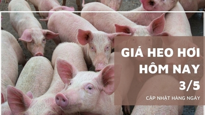 5月3日の豚肉価格：南部、ドンタップ、…で若干値下がり