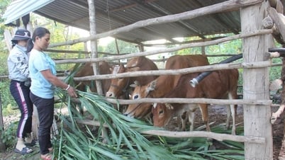 Giải ngân vốn Chương trình 1719 đạt 66%
