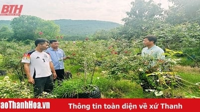 Nông dân Hà Trung giúp nhau phát triển kinh tế