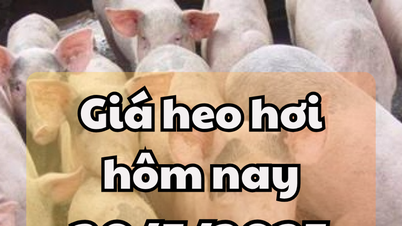 Prix ​​du porc aujourd'hui 30 mai 2025 : le Nord et le Sud ont légèrement augmenté