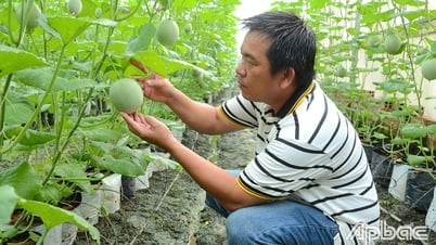 Attracting farmers to participate in collective economic development