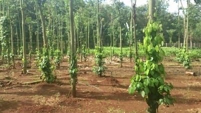 Giá tiêu hôm nay 30/5/2025: Trong nước giảm mạnh
