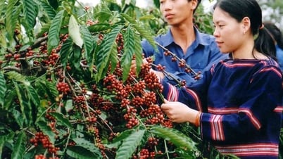 Giá cà phê hôm nay 30/5/2025: Giảm mạnh liên tiếp