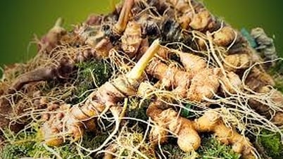 Sâm Ngọc Linh chính thức được ghi danh di sản văn hóa phi vật thể quốc gia