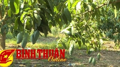 ซองบินห์ – ฤดูมะม่วงไม่ “หวาน”