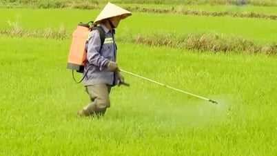 Nông dân bước vào sản xuất vụ lúa Hè Thu