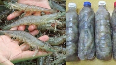 Muốn có tôm ăn quanh năm không lo nhạt thịt hay có mùi thì hãy làm theo cách sau