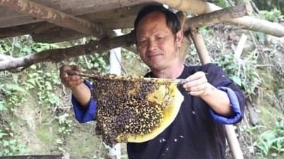 Мед Mu Cang Chai, сладкий и ароматный, с привкусом полевых цветов.