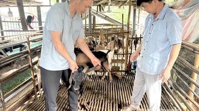 Sơn Dương thay nếp nghĩ, đổi cách làm cho hộ nghèo