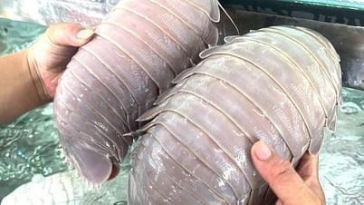 L'affaire de la consommation d'éponges de mer et des accusations de « surfacturation » : les autorités affirment être « actives » mais n'ont pas trouvé la personne qui a publié la nouvelle.