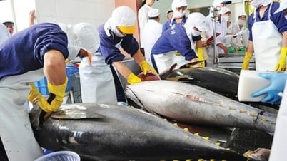 Cá ngừ Việt Nam đóng hộp xuất khẩu giảm mạnh nhất 2 năm qua