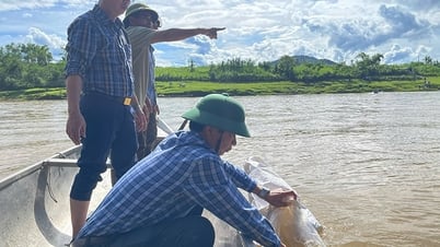 Tuyên Hóa: Thả 64 nghìn con cá giống nơi thượng nguồn sông Gianh