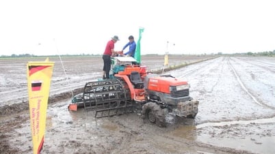 Đề án 1 triệu hécta lúa chất lượng cao, phát thải thấp - 'Cuộc cách mạng' trên đồng ruộng: Để đề án đạt hiệu quả bền vững (Bài cuối)