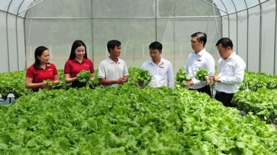 Agribank បង្កើនទំហំ និងពង្រីកកម្ចីអនុគ្រោះសម្រាប់វិស័យកសិកម្ម រុក្ខាប្រមាញ់ និងនេសាទ