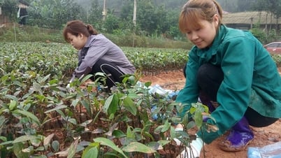 Trấn Yên: Hơn 200 mô hình kinh tế tập thể do phụ nữ làm chủ