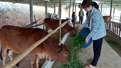 Разведение скота — занятие одновременно увлекательное и хлопотное.