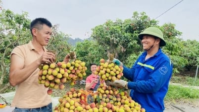 Niềm vui mùa vải chín sớm