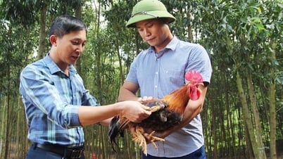 Sơn Động: Vốn ưu đãi tiếp sức cho chủ thể xây dựng sản phẩm OCOP