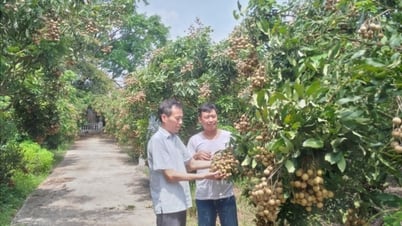 La producción de longan de maduración temprana se estima en casi 4 mil toneladas de fruta.