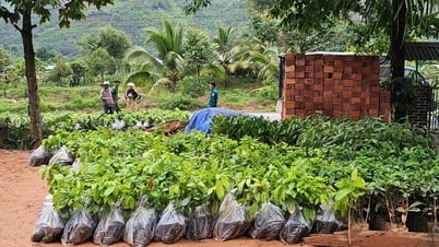Đam Rông hỗ trợ giống cây ca cao giúp nông dân nâng cao thu nhập