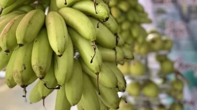 Chuối ngự, thanh long Bảo Yên được cấp nhãn hiệu chứng nhận